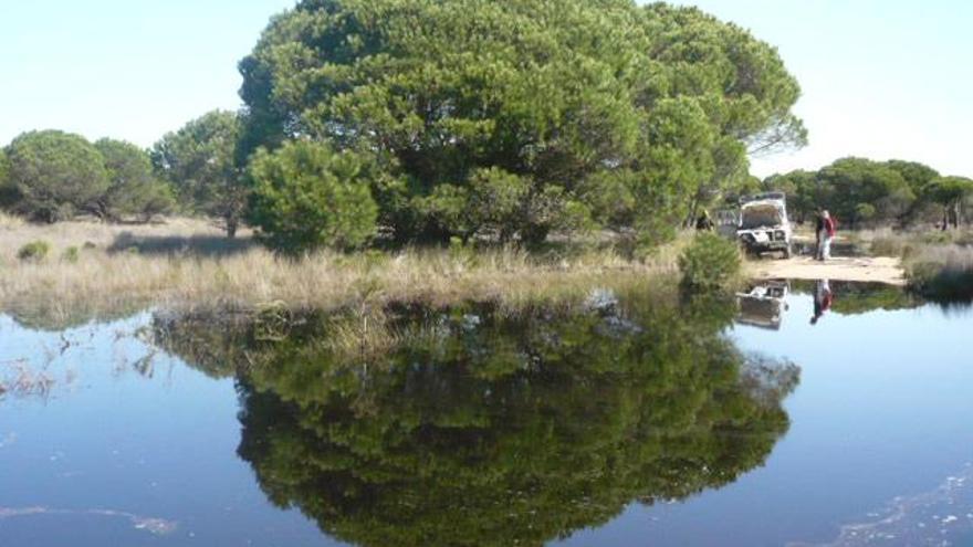 Concentración de agua en el Espacio Natural de Doñana.