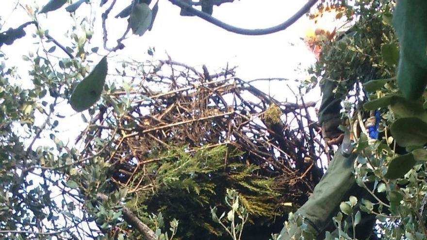 Junta reconstruye tres nidos de buitre negro en la Sierra Norte para evitar su caída