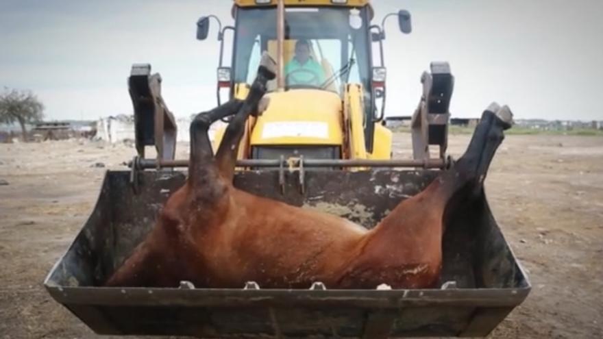 Una imagen de la retirada de un caballo muerto en El Rocío difundida por PACMA en 2015.