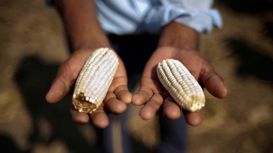 El maíz es el principal sustento de las comunidades pobres de Guatemala. Foto: Daniele Volpe / Action Aid