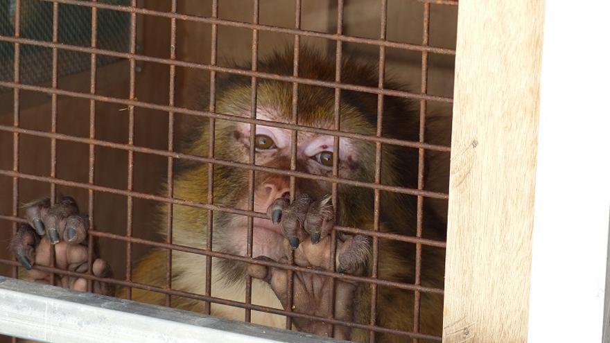 Viva, hembra de macaco de Barbería rescatada   Foto: Primadomus Fundación APP