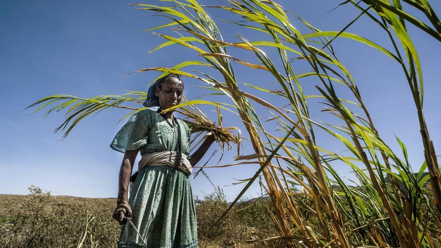 Etiopía sufre la mayor sequía en 50 años