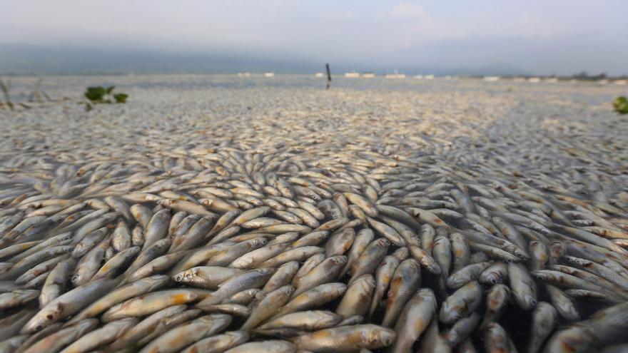Miles de peces muertos en la laguna de Cajititlán, Jalisco, México. EFE.