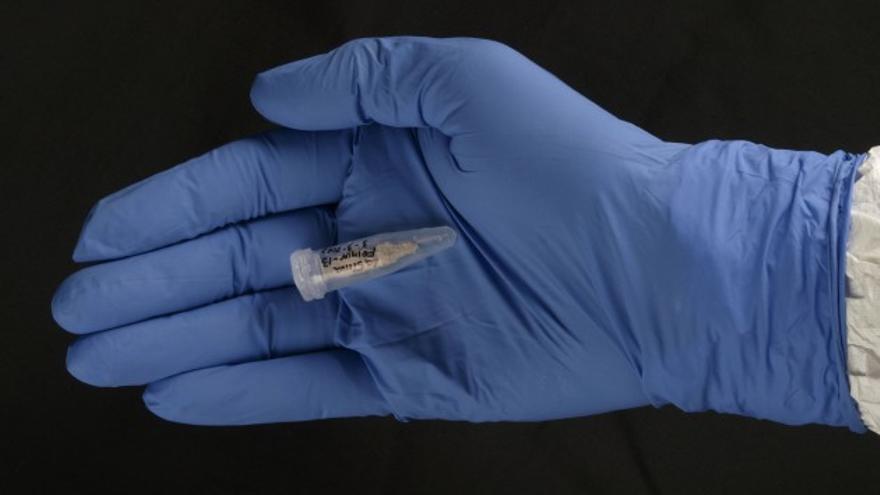 Muestra de dos gramos de hueso utilizada para estudiar el ADN heidelbergensis / Javier Trueba / Madrid Scientific Films 