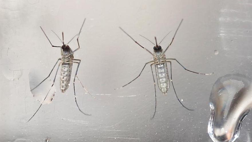 Un método barato para combatir el mosquito Aedes aegypti podría reducir el zika