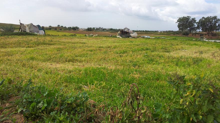 Campos en Gaza destruidos por herbicidas israelíes / Foto: Isabel Pérez 