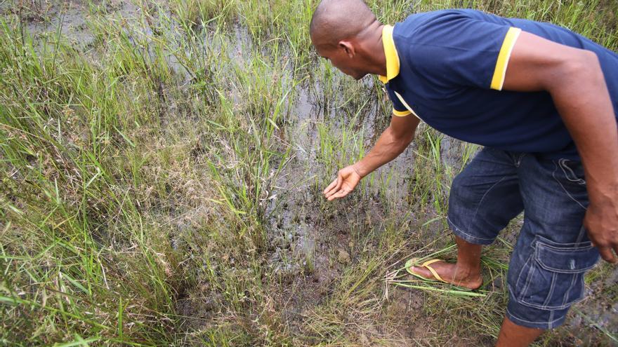 Contamination en el territorio de Bobbanabe, en el delta del río Níger, 45 años después de una gran fuga de crudo. Las petroleras están obligadas por ley a descontaminar los terrenos en Nigeria, pero no siempre ocurre de manera eficiente.   Fotografía: Amnistía Internacional. 