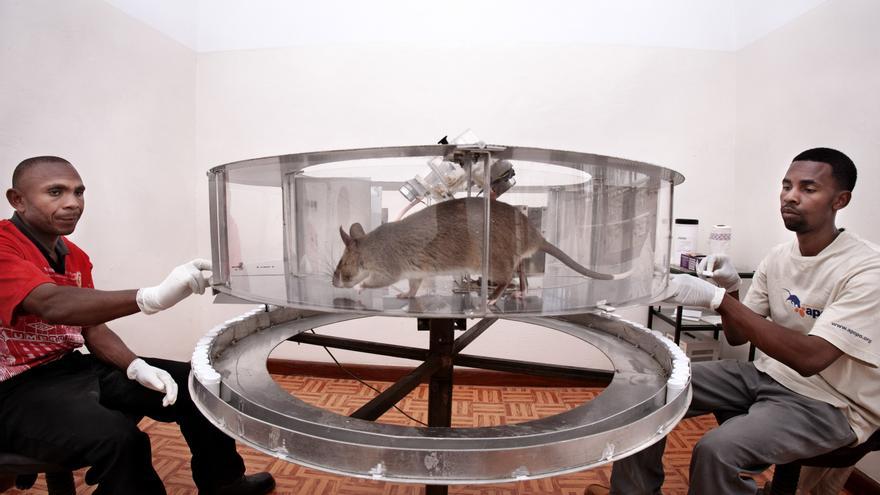 El entrenamiento de los roedores es más rápido que el de los perros y su reducido tamaño limita los riesgos de explosión / Álvaro Laiz y David Rengel. 