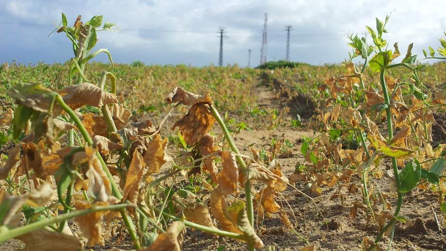 Cultivos destruidos por herbicida israelí. Al fondo, torretas militares / Foto: Isabel Pérez 