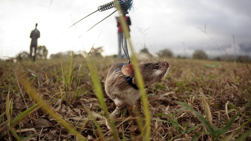 "Entrenar a una rata cuesta no más de 4.000 euros, aproximadamente un tercio de lo que cuesta formar a un perro”, apuntan en la empresa APOPO. / Álvaro Laiz y David Rengel. 