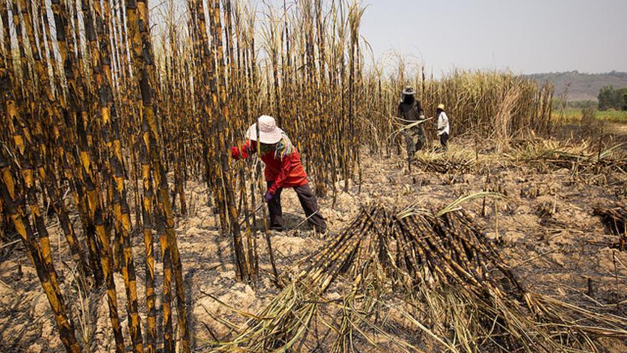 Hombres y mujeres trabajando en campos de caña de azúcar en Kalasin (Tailandia). /Fotografía: Laura Villadiego