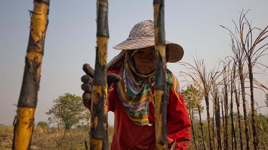 Bua Lai en los campos de caña de azúcar en Kalasin (Tailandia)/ Fotografía: Laura Villadiego