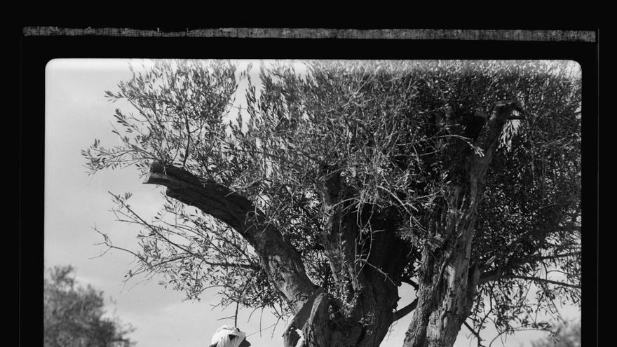 Poda de olivos en Palestina, foto tomada entre 1934 y 1939