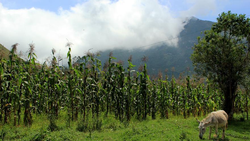 Un campo de maíz en el cráter del extinto volcán Pululahua, Ecuador | FOTO: Jaime Giménez 
