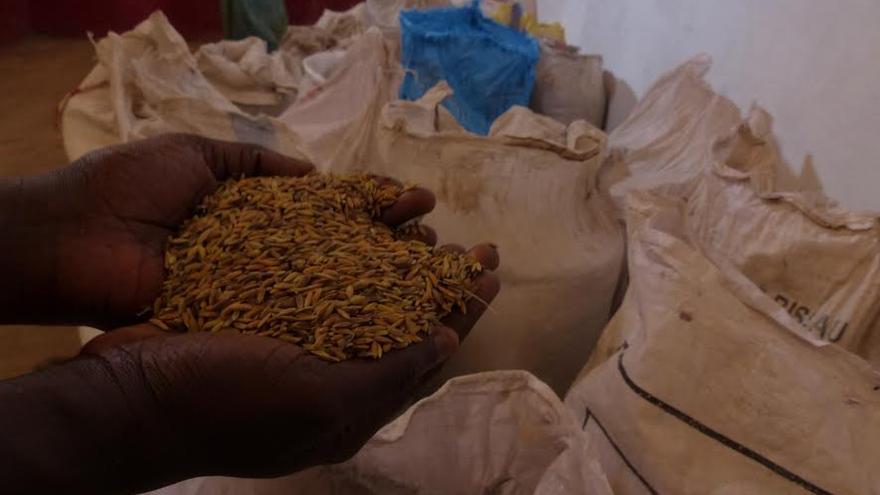 Almacén de semillas autóctonas de la zona norte de Guinea Bissau / FOTO: Alberto Senante