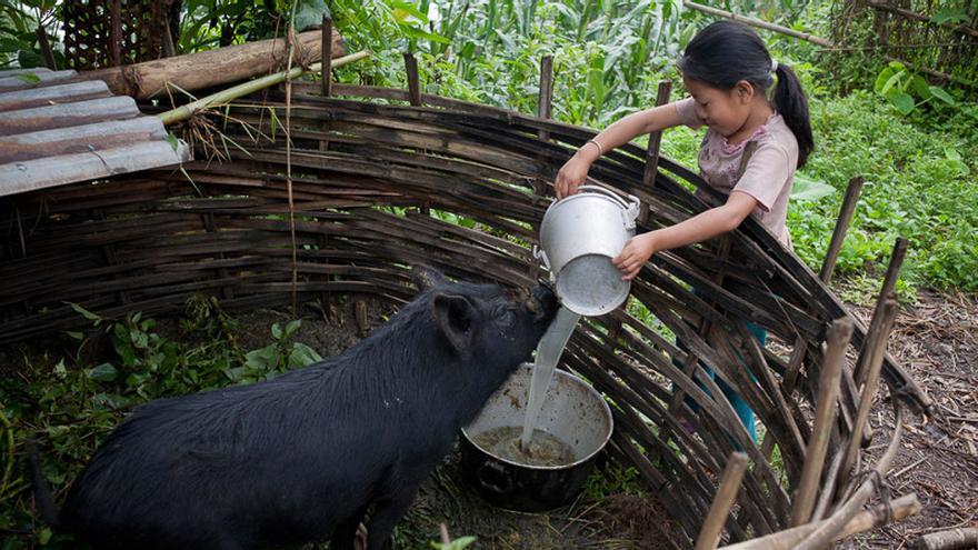 Sanju tiene nueve años y vive en un hostal de acogida, en Nepal, para poder continuar sus estudios. Su padre murió hace un año y su madre se esfuerza por mantener a la familia. Antes de vivir en el hostal, Sanju cuidaba de su hermano pequeño y se encargaba de las tareas de la casa, ahora sigue ayudando a su madre y alimentando a sus animales cuando vuelve a su hogar. (Kishor K. Sharma/ActionAid)