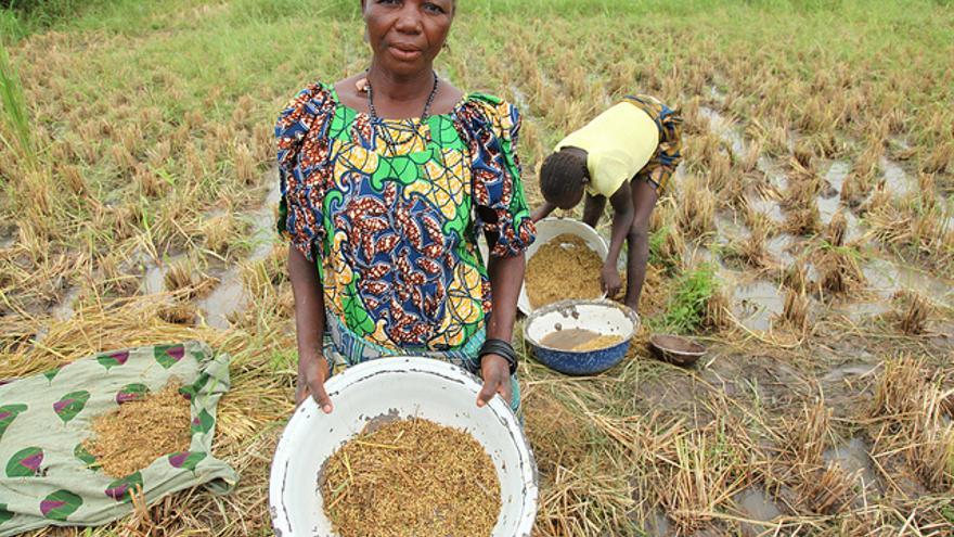 Dos mujeres recogen la producción de arroz en Wushishi (Nigeria)/Fotografía: Jeremy Weate