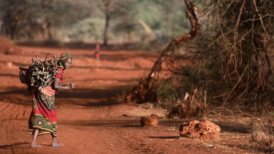En muchas zonas del mundo, como esta del distrito de Garba Tulla, en Kenia, las niñas se ven obligadas a pasar horas recogiendo leña para las tareas domésticas. En el país, trabaja el 26% de la población infantil. (Piers Benatar/Panos Pictures/ActionAid)
