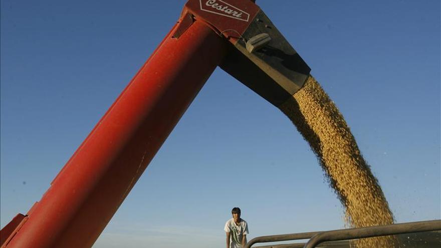 Brasil investiga el desarrollo de una soja transgénica resistente a la sequía