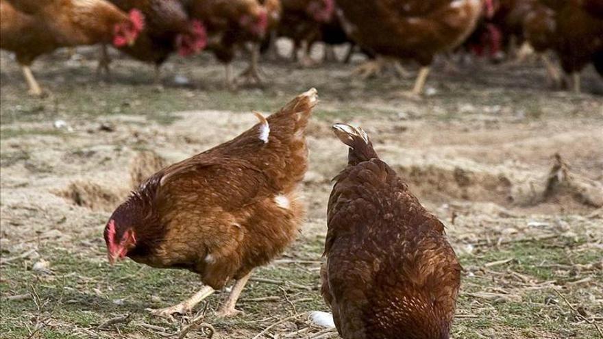 Detectado un brote de gripe aviar en una granja de gallinas de Cataluña