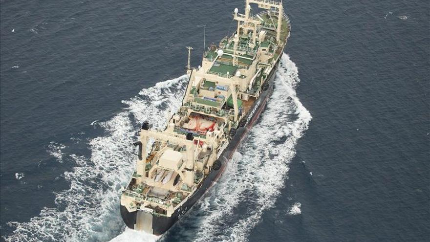 Ver ballenas descuartizadas "te revuelve", dice española de Sea Shepherd