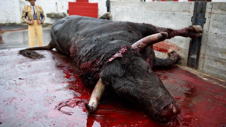 El toro sobre su propia sangre en una camioneta. Plaza de toros de Azpeitia. Foto: Askekintza/Tras Los Muros