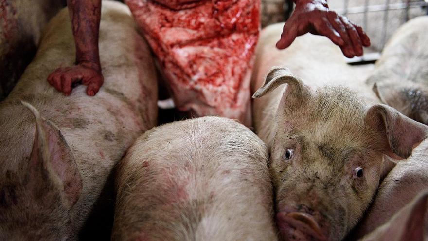 Los cerdos son conducidos hasta la zona de sacrificio a gritos, golpes y choques eléctricos. Ocoyoacac (Estado de México), 2016.