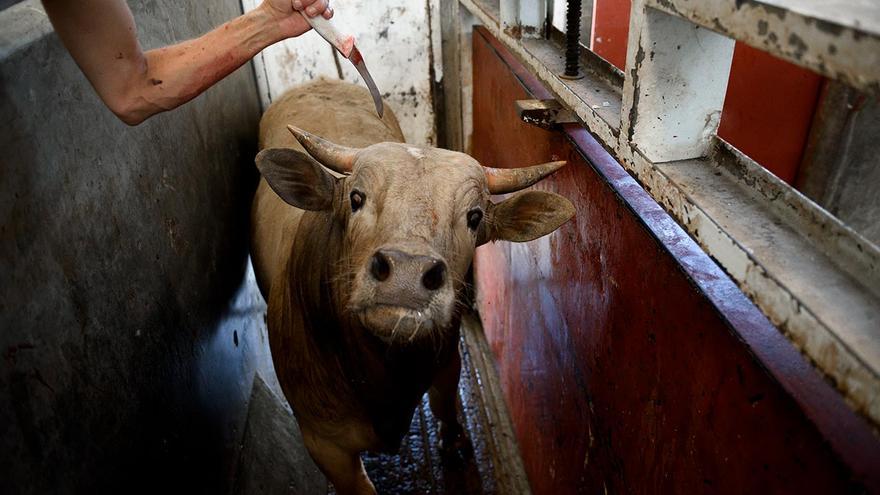 Cuando se clava un cuchillo en la médula espinal, con el fin de facilitar el manejo de las vacas, los animales quedan inmóviles pero siguen conscientes. La Barca (Jalisco), 2016