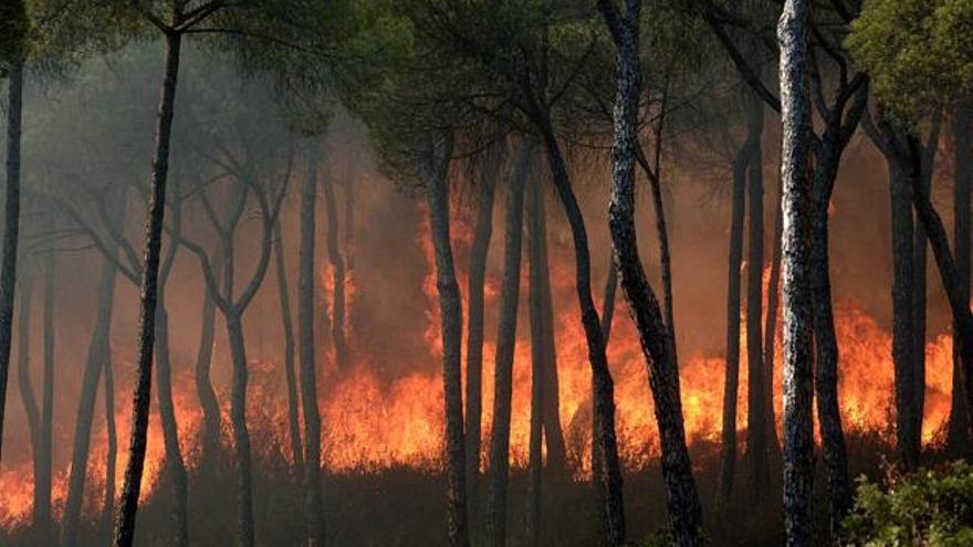Las llamas queman los bosques de Moguer