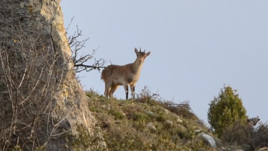 Una cabra montesa fotografiada en los montes del interior de Castellón. 