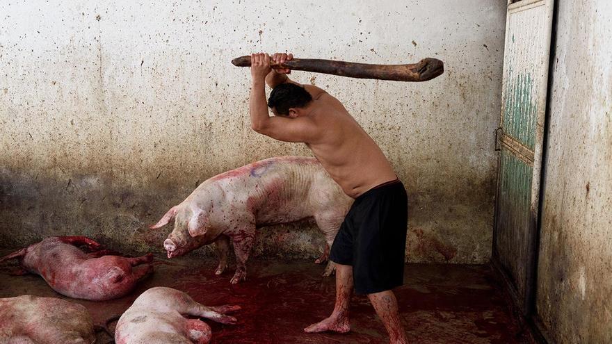 Un operario golpea a varios cerdos con un garrote para dejarlos inmóviles y facilitar la tarea de degüello. Arriaga (Chiapas), 2017.