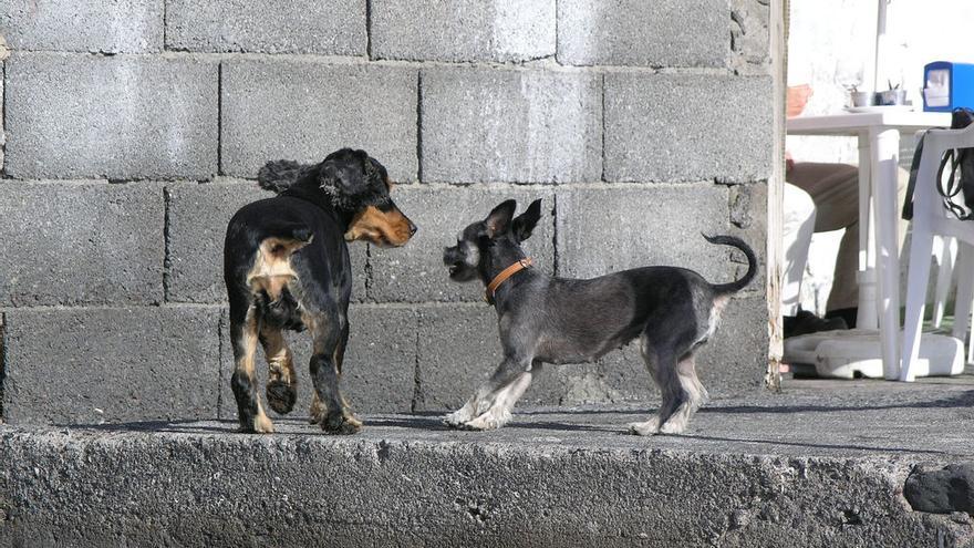 Perros en Alojera, Vallehermoso / Foto: Cristina Fernández