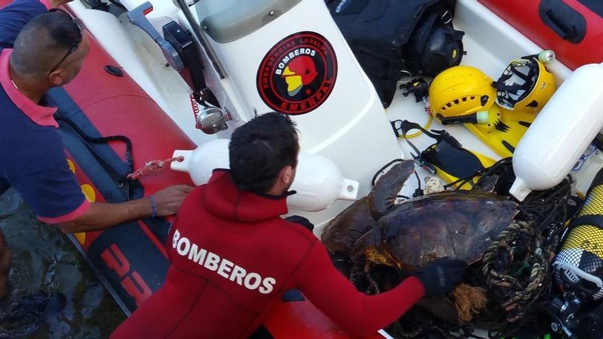 En la imagen, dos bomberos con las tortugas. Foto: BOMBEROS LA PALMA