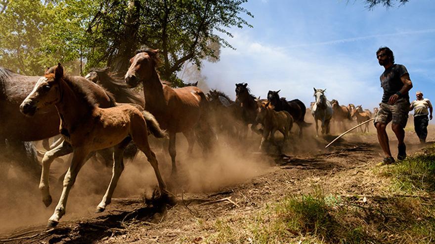 Bajada de los caballos del monte hacia el pueblo, que se realiza a pocas horas de comenzar el 'curro'. Foto: El caballo de Nietzsche