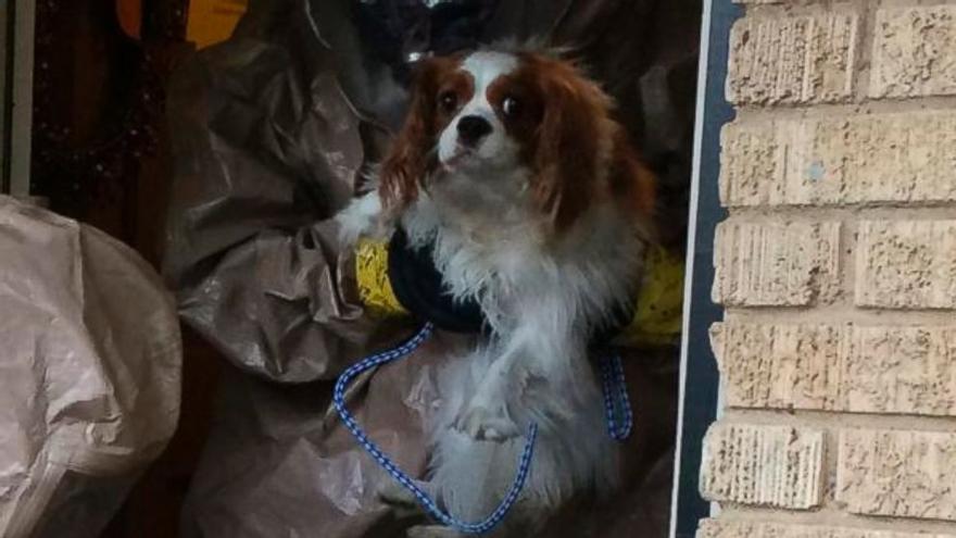 Bentley, el perro de la enfermera infectada por ébola en Dallas, trasladado a un lugar seguro para pasar su cuarentena.