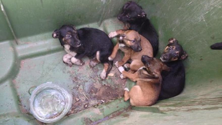 Cinco cachorros que habían sido arrojados a un estanque, rescatados por los Bomberos del Consorcio de Gran Canaria. Foto: La Provincia