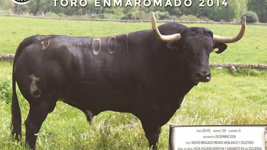 Bonarillo, toro enmaromado en Benavante (Zamora)
