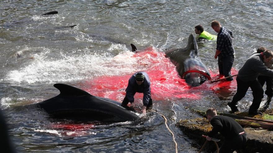 Caza ilegal de ballenas en las Islas Feroe. Foto: Sea Shepherd