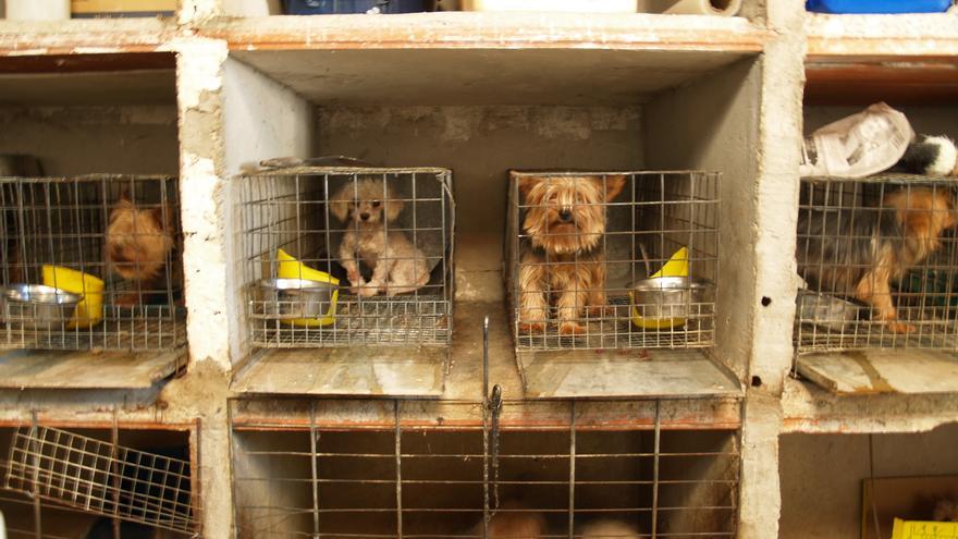 Criadero ilegal en la Comunidad de Madrid, donde el Seprona y la FAPAM rescataron 323 perros. ©Justicia Animal