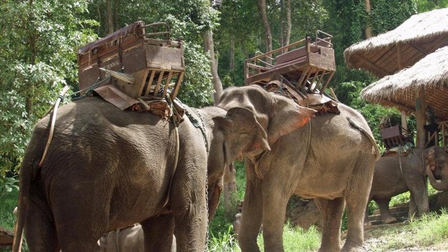 Elefantes con sillas de trekking para turistas. Foto: ©Elemotion