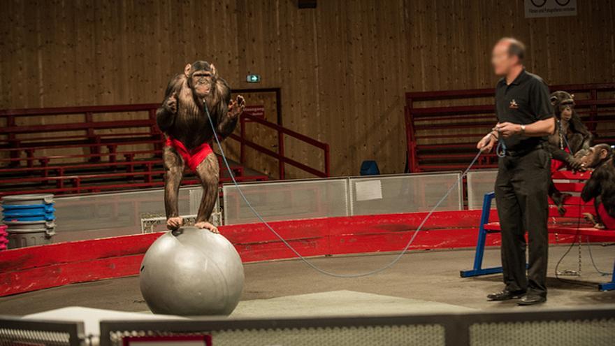 Entrenamiento de un chimpancé en un circo. Foto: Igualdad Animal 
