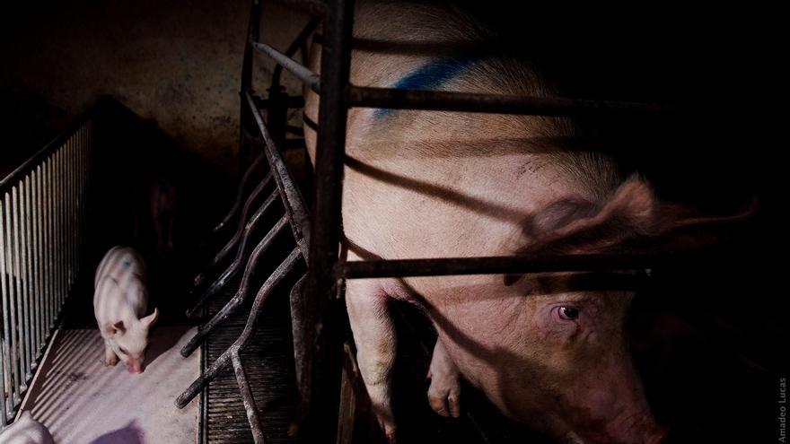 Una cerda en una jaula de gestación. Foto: © Jonás Amadeo Lucas / The Animal Day