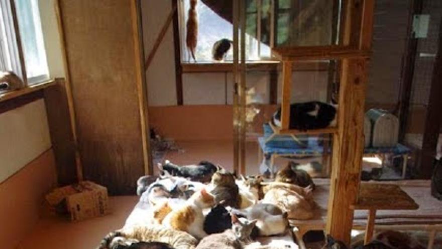 Gatos abandonados en Fukushima y cuidados por Naoto Matsumura. Foto: Página de apoyo a Naoto en Facebook