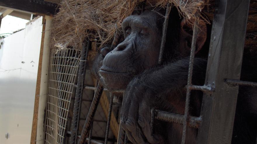 Gorila cautivo. Foto: Proyecto Gran Simio