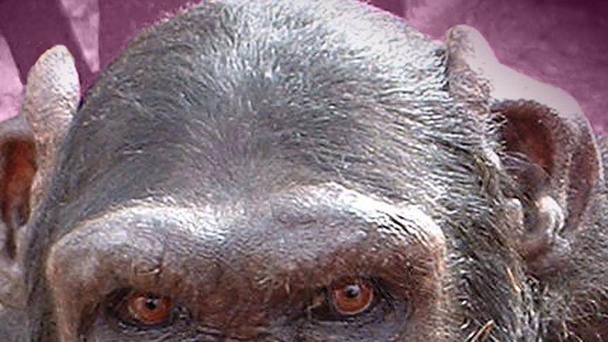 Jacky, chimpancé rescatado tras años de sufrimiento en un circo. Foto: Proyecto Gran Simio