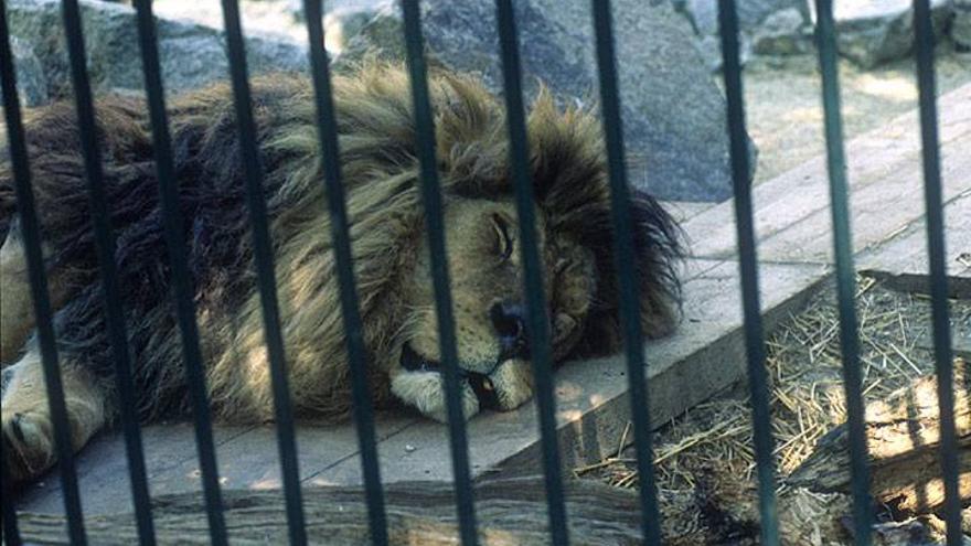 León cautivo en un zoológico. Foto: Infozoos