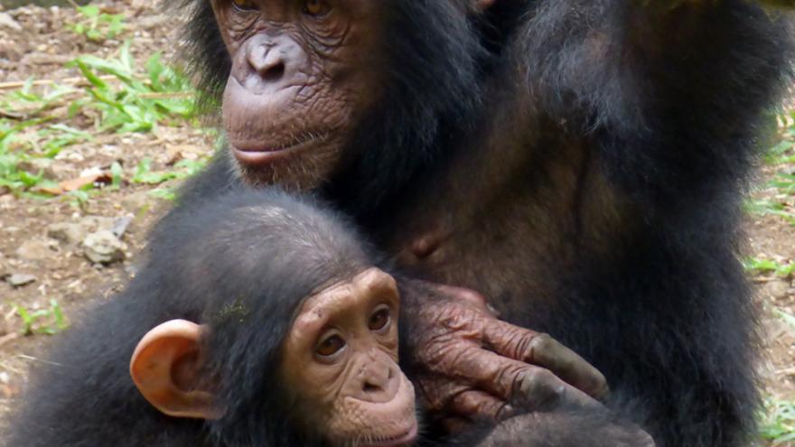 Madre e hija, chimpancés rescatadas por el santuario del PGS en Camerún. Foto: Proyecto Gran Simio