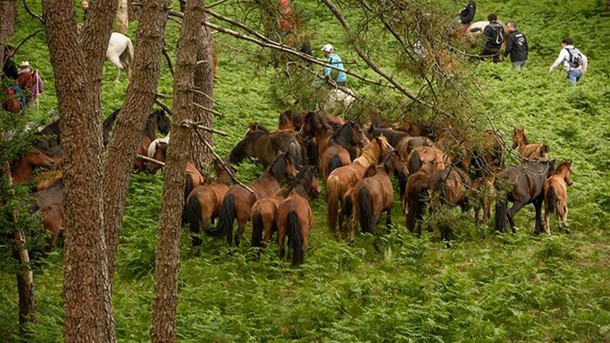 Manada de caballos en los montes de Sabucedo. Foto: El caballo de Nietzsche