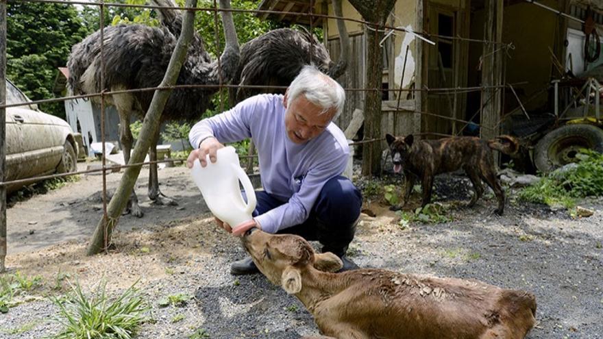 Naoto Matsumura alimentando a un ternero. Foto: Página de apoyo a Naoto en Facebook