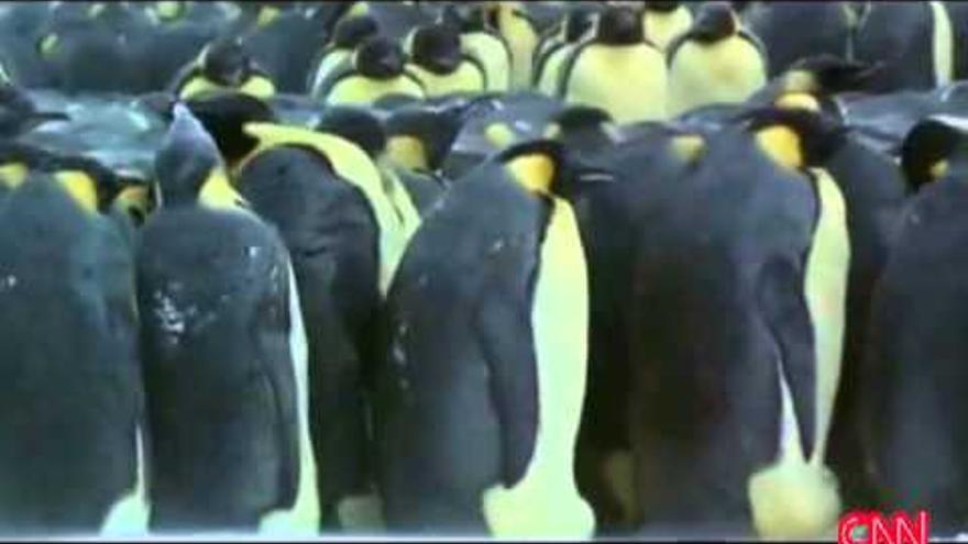 Pingüinos en la tele